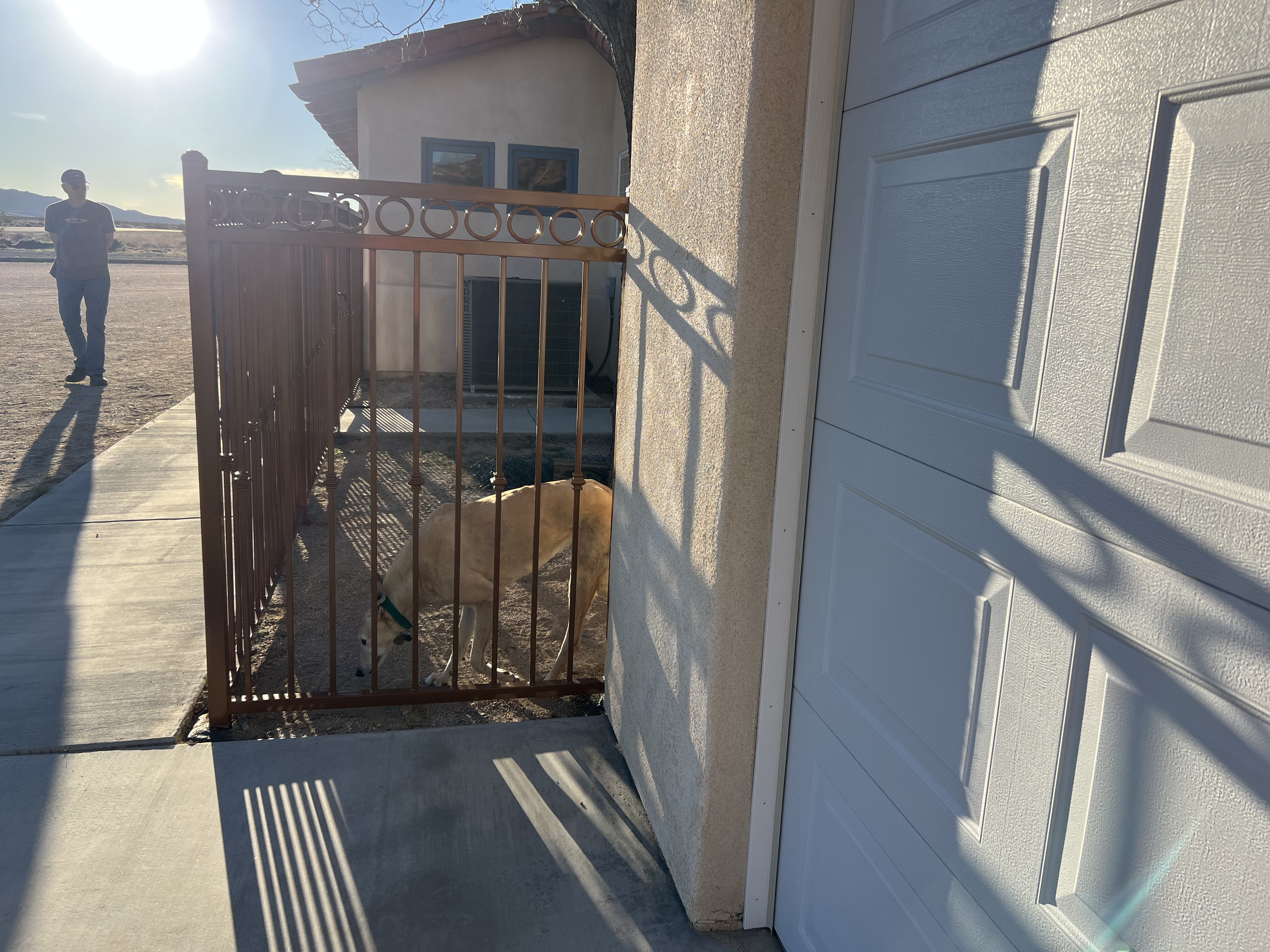 Ornamental iron pedestrian gate with circle top detail — side view with dog